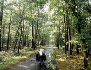 Nach dem Regen durch den Wald - ein Gef&uuml;hl von Heimat