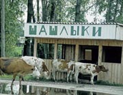 In Russland v&ouml;llig normal: K&uuml;he vor einer schaschlyk-Bude